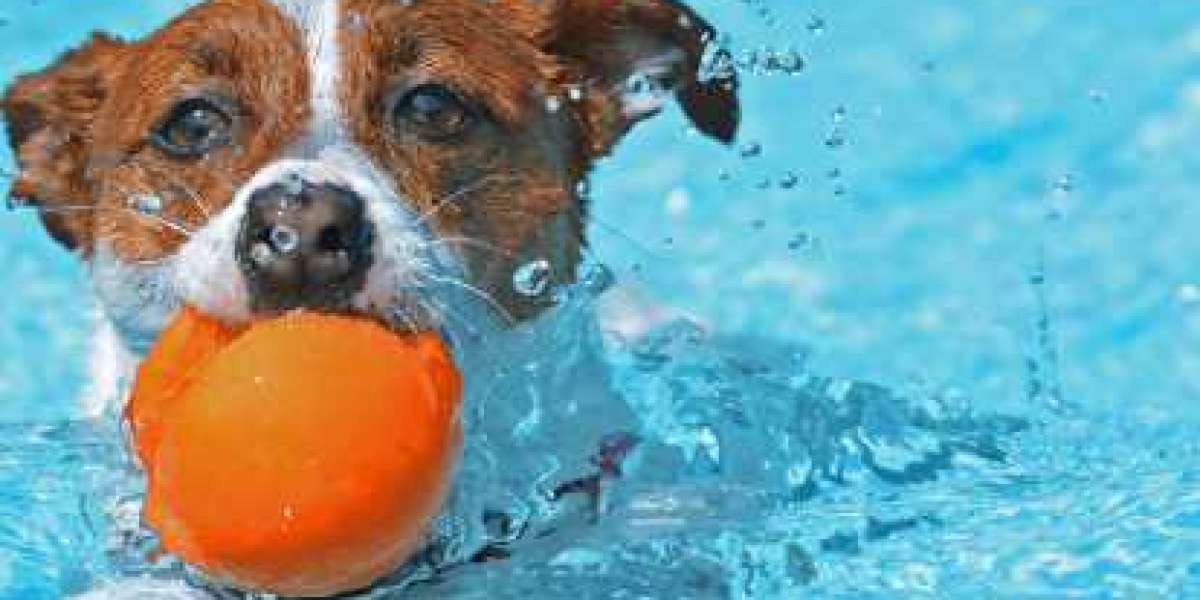 Are you Searching for the Best Dog Bathing Service Near Me?