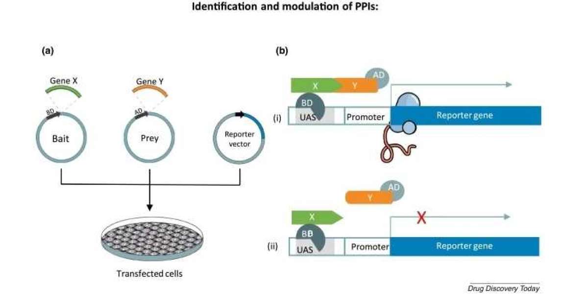 Mammalian Two-hybrid for Protein-Protein Interaction Analysis