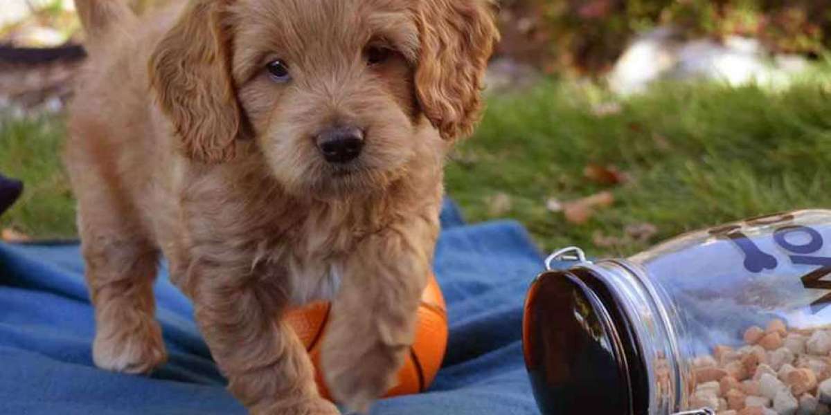 Your Dream Goldendoodle Puppy Awaits in Florida